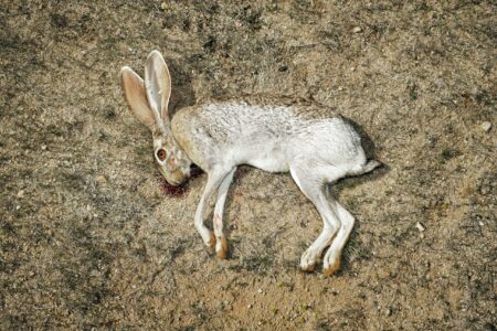 No Small Game: A Jackrabbit Hunting Adventure in the Southwest