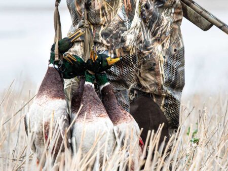 Hunter in camouflage carrying harvested mallard ducks through marsh grass with shotgun