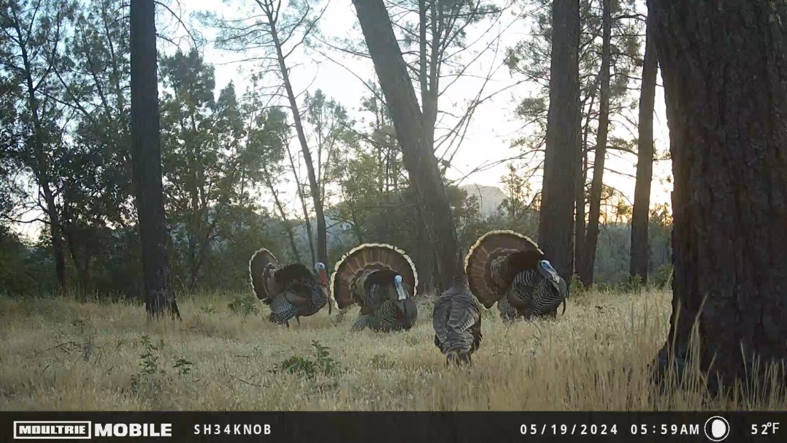 10 Trail Cam Tips for Hunting Turkeys