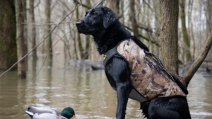 Black Labrador retriever wearing camo hunting vest standing in flooded forest near duck decoy