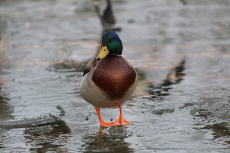 Mallard DNA Test Shows Farm Genetics