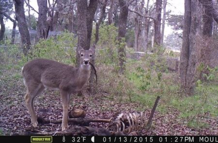 Trail camera captures deer standing beside animal skeleton in winter woodland forest