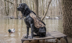 Black Labrador retriever wearing camo vest sits on elevated platform surrounded by ducks