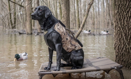 Our Favorite Gifts for Hunting Dog Owners and Their Best Friends Black Labrador retriever wearing camo vest sits on elevated platform surrounded by ducks