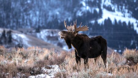 What Sounds Does a Moose Make? And How to Use Them to Get Your Bull
