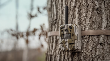 Camouflage trail camera strapped to tree trunk in woodland setting
