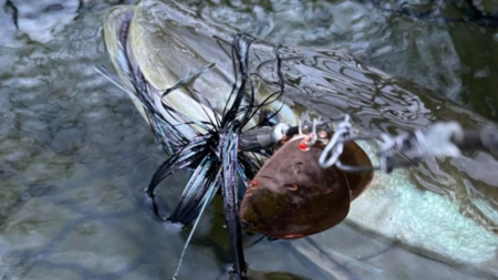Bass fish caught on a black skirt jig lure at the water surface.