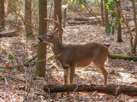A white-tailed buck deer standing in a sunlit autumn forest woodland.