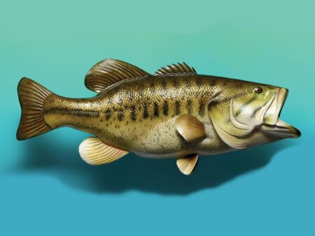 Largemouth bass fish with open mouth against teal background, detailed illustration