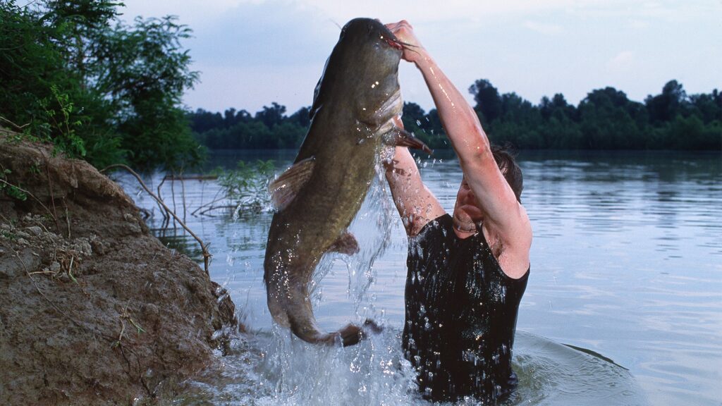 A Beginner’s Guide to Noodling Catfish Person standing in river holding large catfish with both hands overhead.