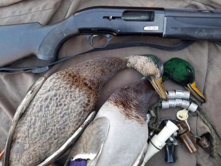 Two harvested mallard ducks beside a Beretta shotgun after a duck hunt.