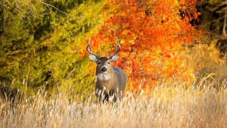 October Lull Deer Hunting: 10 Ways to Get Your Buck Now Male white-tailed deer buck standing in golden autumn meadow with colorful fall foliage