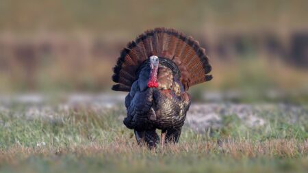 How to Hunt South Florida’s Elusive Osceola Turkey Wild turkey displaying fanned tail feathers in a grassy field during mating season