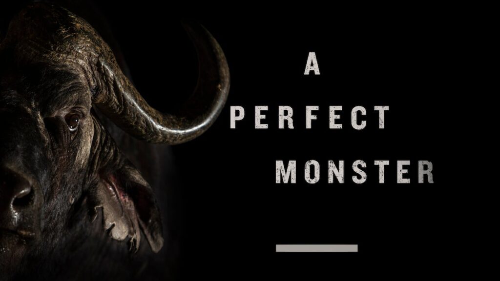 Is The Cape Buffalo Really a Monster?
