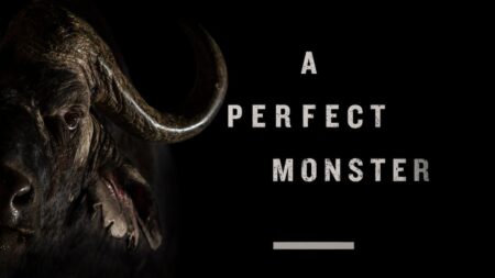 Close-up portrait of a Cape buffalo with curved horns beside text A Perfect Monster