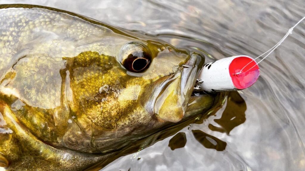 Smallmouth bass caught on a red and white fishing lure in water