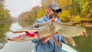 Angler holding large northern pike with red lure in autumn river setting