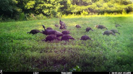 Does Trapping Help Turkey Populations? The Proof Is in the Poults Trail camera captures flock of wild turkeys grazing in green meadow clearing.