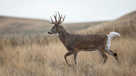 A white-tailed buck with large antlers walking through dry golden grassland.
