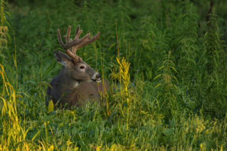7 Preseason Tips to Prepare for Deer Season
