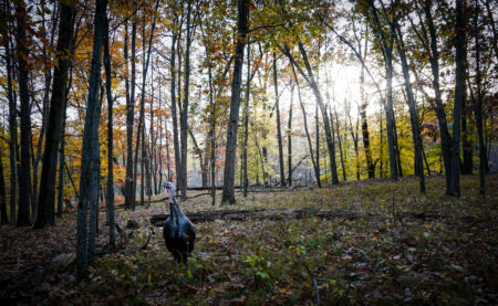 Wild turkey standing among autumn forest trees with sunlight filtering through foliage.