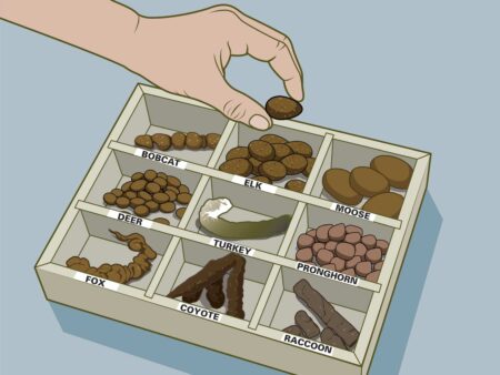 Illustrated wildlife scat identification guide showing droppings from bobcat, elk, moose, deer, turkey, pronghorn, fox, coyote, and raccoon.