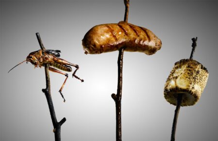 Three items on sticks: grasshopper, grilled sausage, and toasted marshmallow on gray background.