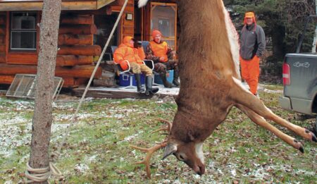 Hunters in orange vests display harvested buck deer hanging from tree near log cabin.