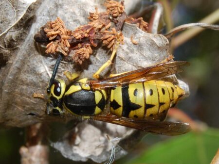 Yellow and black wasp resting on dried brown leaf in nature