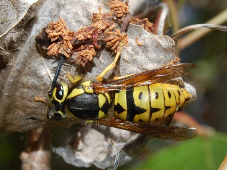 Wrost Type Insect The 10 Worst Insect Stings in the Wild | Field & Stream