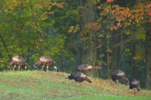 Wild turkeys foraging on a grassy hillside during colorful autumn foliage season.