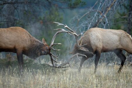 10 Best Public Lands for Elk (And How to Hunt Them)
