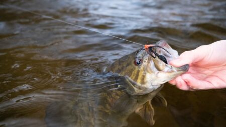 Hand holding a caught bass fish with fishing lure near water surface