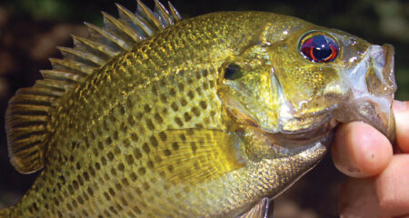 Hand holding a green sunfish with distinctive red-ringed eye and spiny dorsal fin