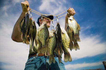 Five Stringer-Filling Tips for Summer Panfish Fisherman proudly displaying a stringer of freshly caught crappie fish outdoors.