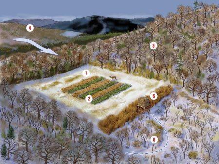 Aerial illustration of a deer food plot with numbered hunting stand locations in forest clearing