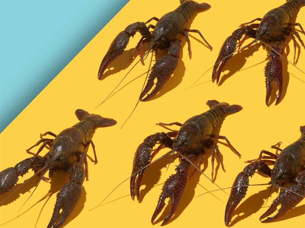 How to Catch Crawfish—for Bait or for Your Dinner