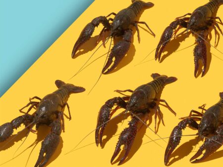Multiple dark red crawfish arranged on a vibrant yellow and teal background.