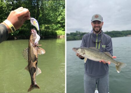 Angler holds caught walleye fish beside close-up of walleye on fishing lure