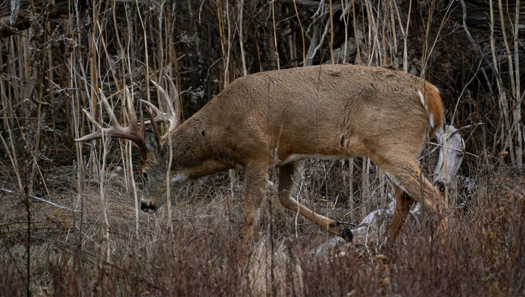 Large white-tailed buck deer with antlers foraging in dense woodland brush.