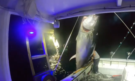 Large tuna suspended from boat hook during nighttime deep sea fishing trip