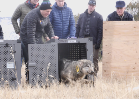 Wildlife officials release a gray wolf wearing a tracking collar from a transport crate outdoors.