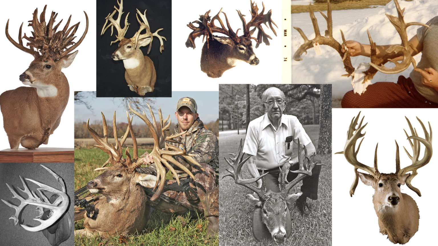 A collage of photographs of some of the biggest non-typical whitetail deer ever.