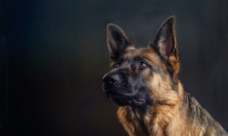 The Sniff Test: Scent-Control vs Drug-Sniffing Dog