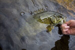 Hand holding a caught smallmouth bass fish above shallow stream water