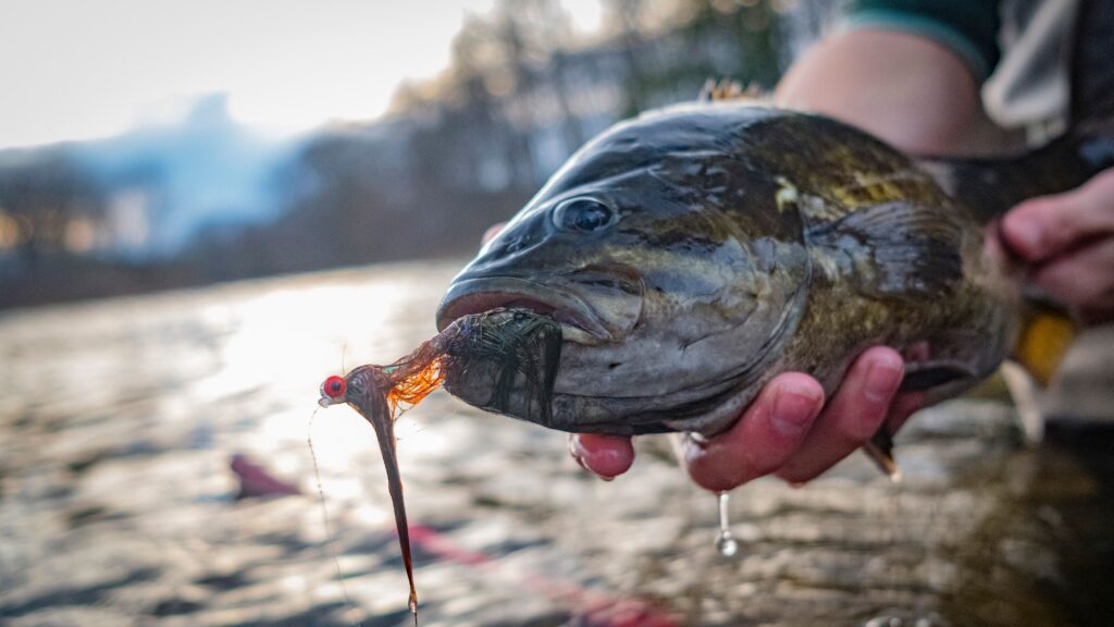Angler holding a large smallmouth bass caught with a red fishing lure