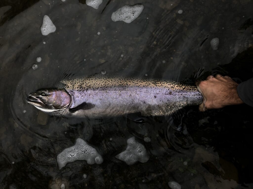 Angler holding steelhead in water