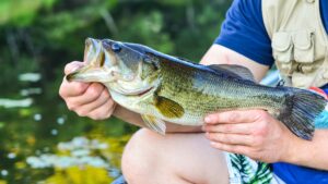 Angler holding a large largemouth bass fish caught near a green lake.