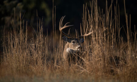 Large white-tailed buck with impressive antlers standing in tall dry grass field.