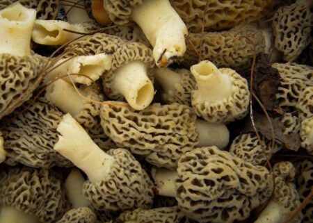 Where to Find Morel Mushrooms This Spring